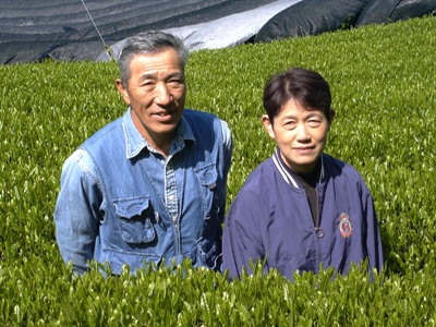 Teefarm Shimooka / Shimooka Tea Farm